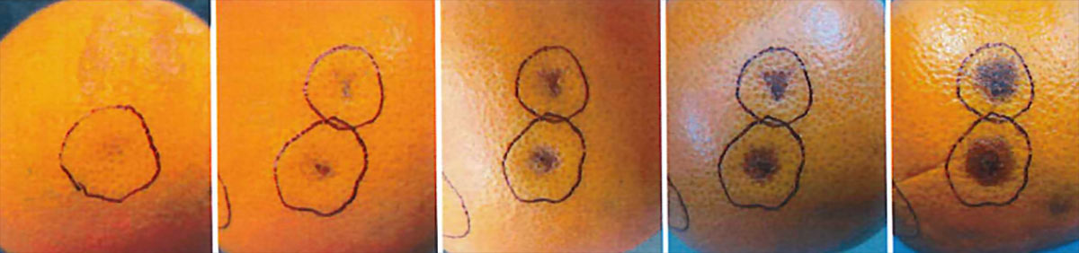 Evoluzione dei sintomi dell'antracnosi dopo l'infezione iniziale in assenza di ferita